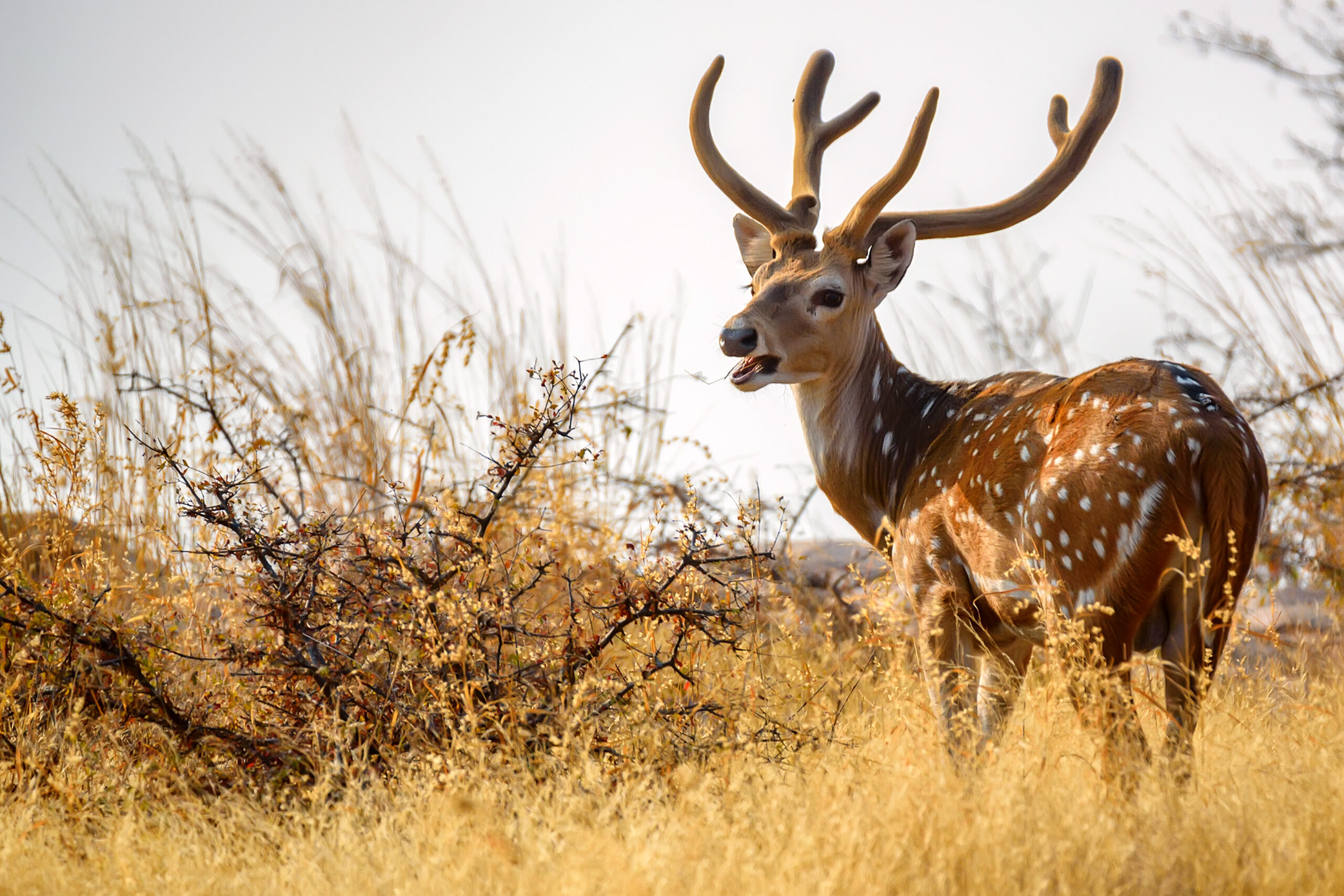 axis-deer-hunting-texas-scaled.jpg